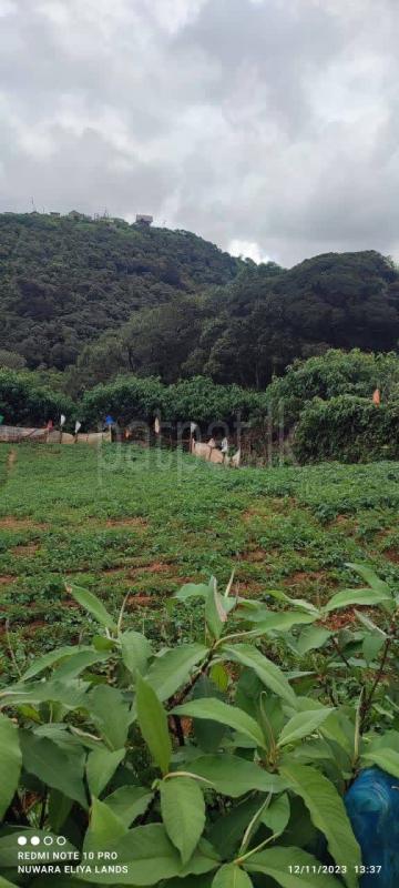 Residential Land for Sale in Ambewela