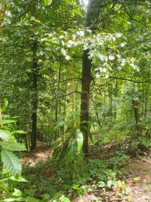 Agricultural Land for Sale in Ankumbura