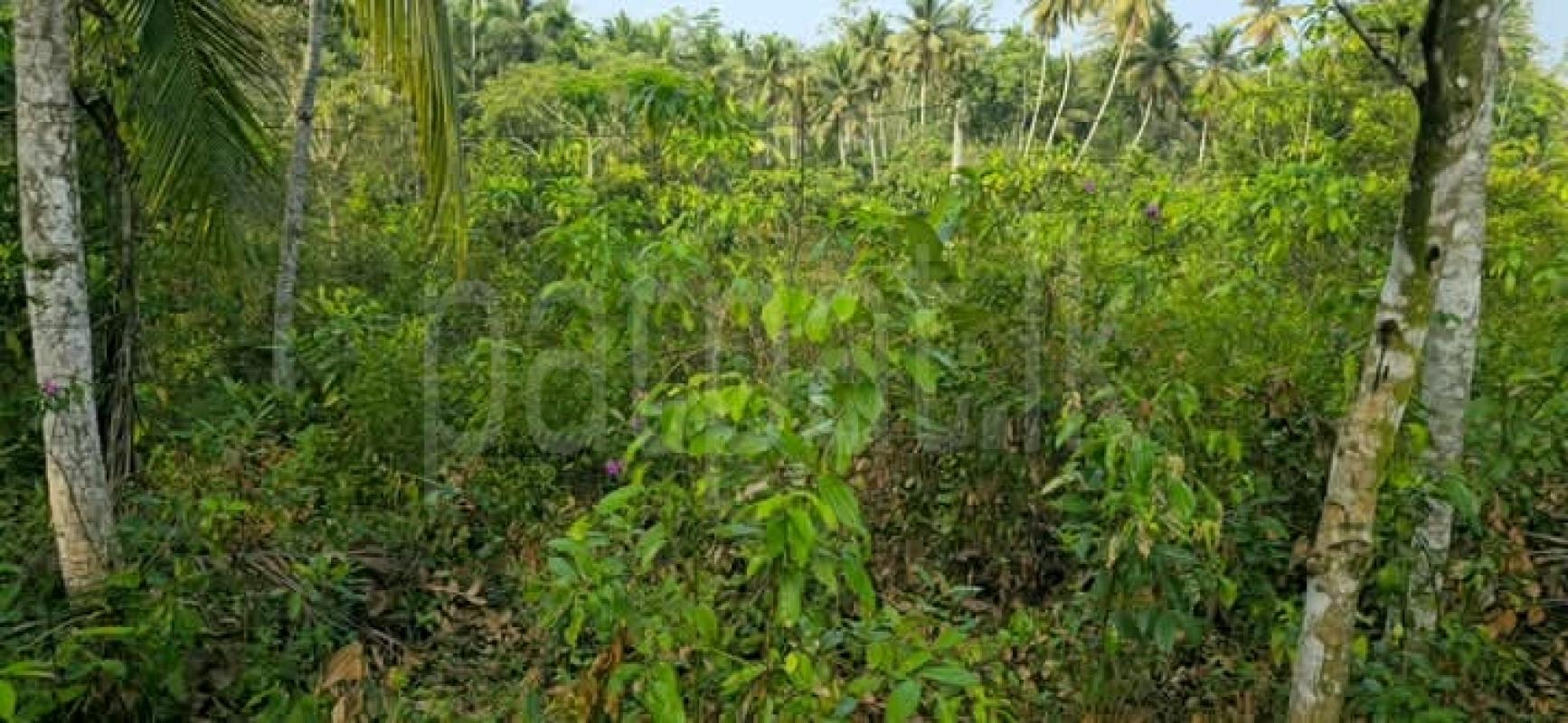 Commercial Land for Sale in Baddegama