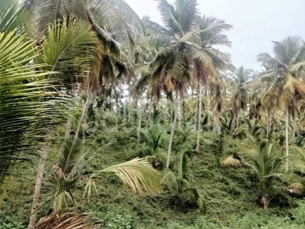 Agricultural Land for Sale in Walasmulla