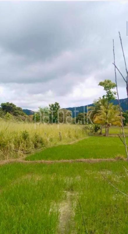 Commercial Land for Sale in Dambulla