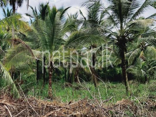 premium-listing-image