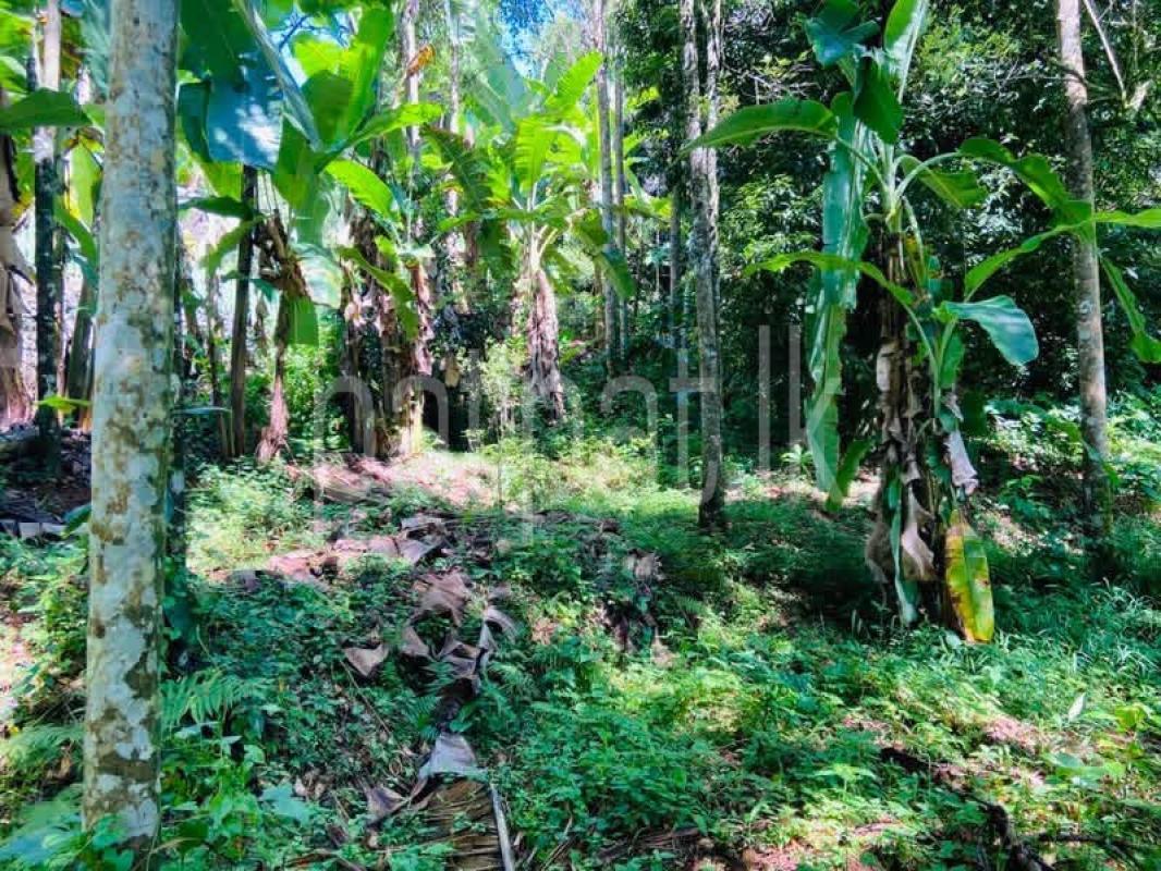Residential Land for Sale in Digana