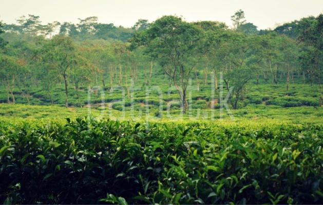 premium-listing-image