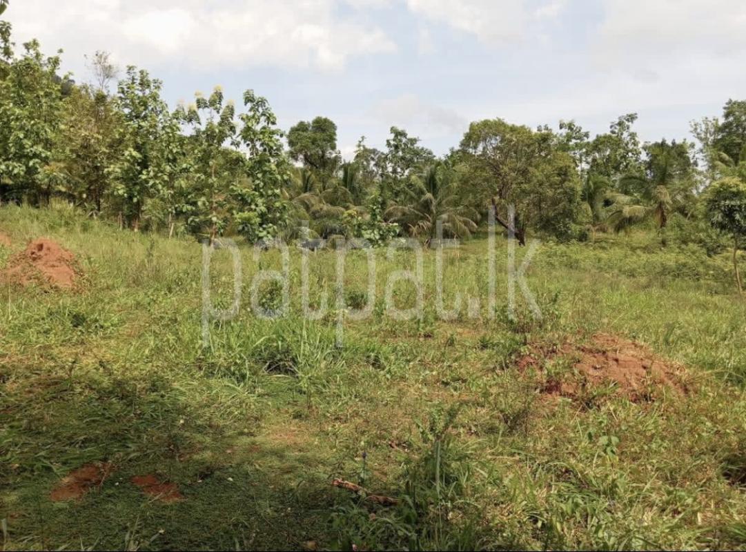 Agricultural Land for Sale in Kandy