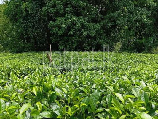 Agricultural Land for Sale in Yakkalamulla