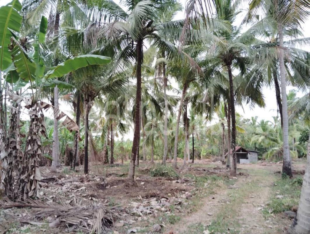 Agricultural Land for Sale in Nikaweratiya