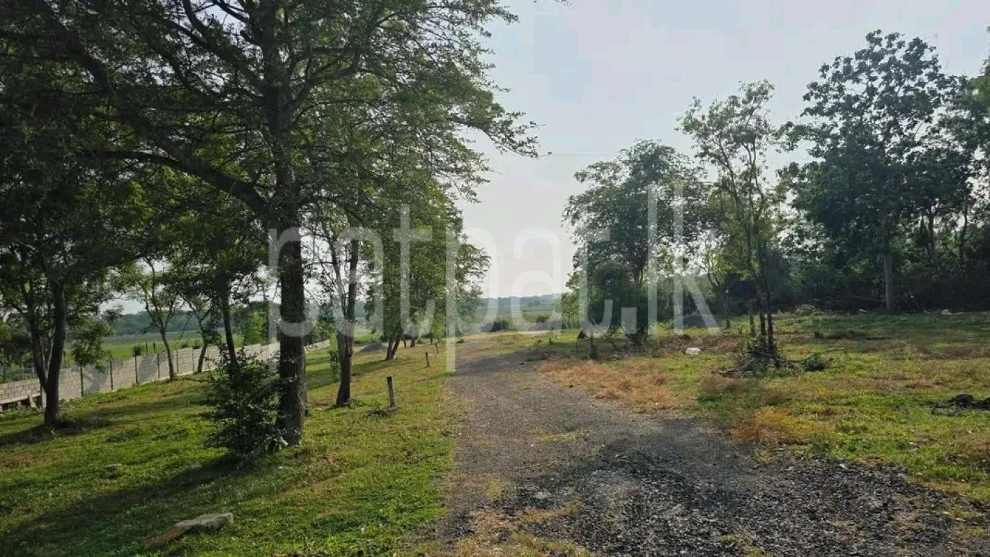 Agricultural Land for Sale in Ampitiya
