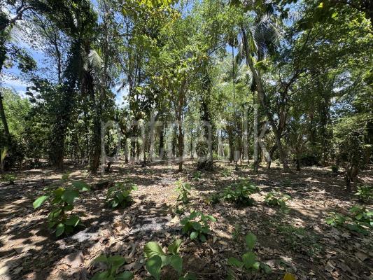 premium-listing-image