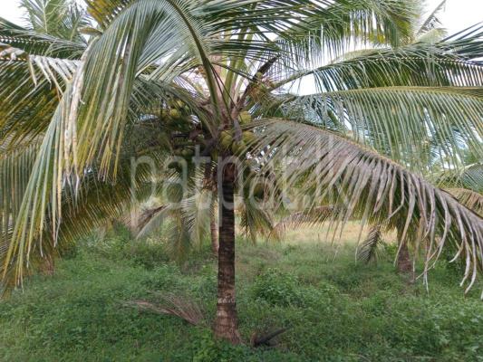 Agricultural Land for Sale in Beliatta