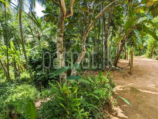 premium-listing-image