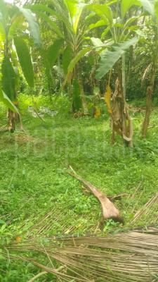 Agricultural Land for Sale in Minuwangoda