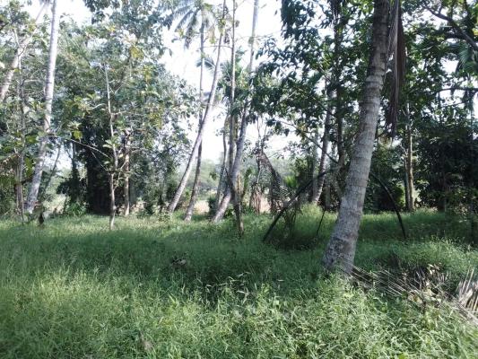 Agricultural Land for Sale in Kuliyapitiya