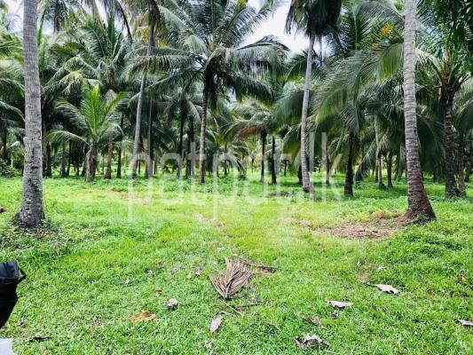 Agricultural Land for Sale in Ibbagamuwa