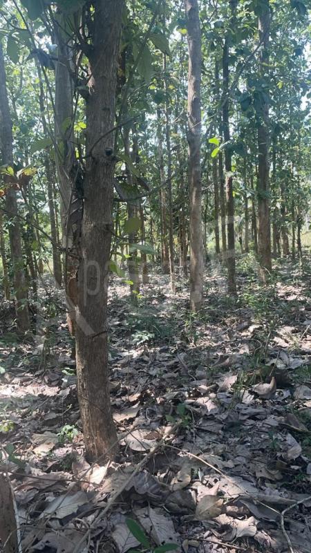 Commercial Land for Sale in Tanamalwila