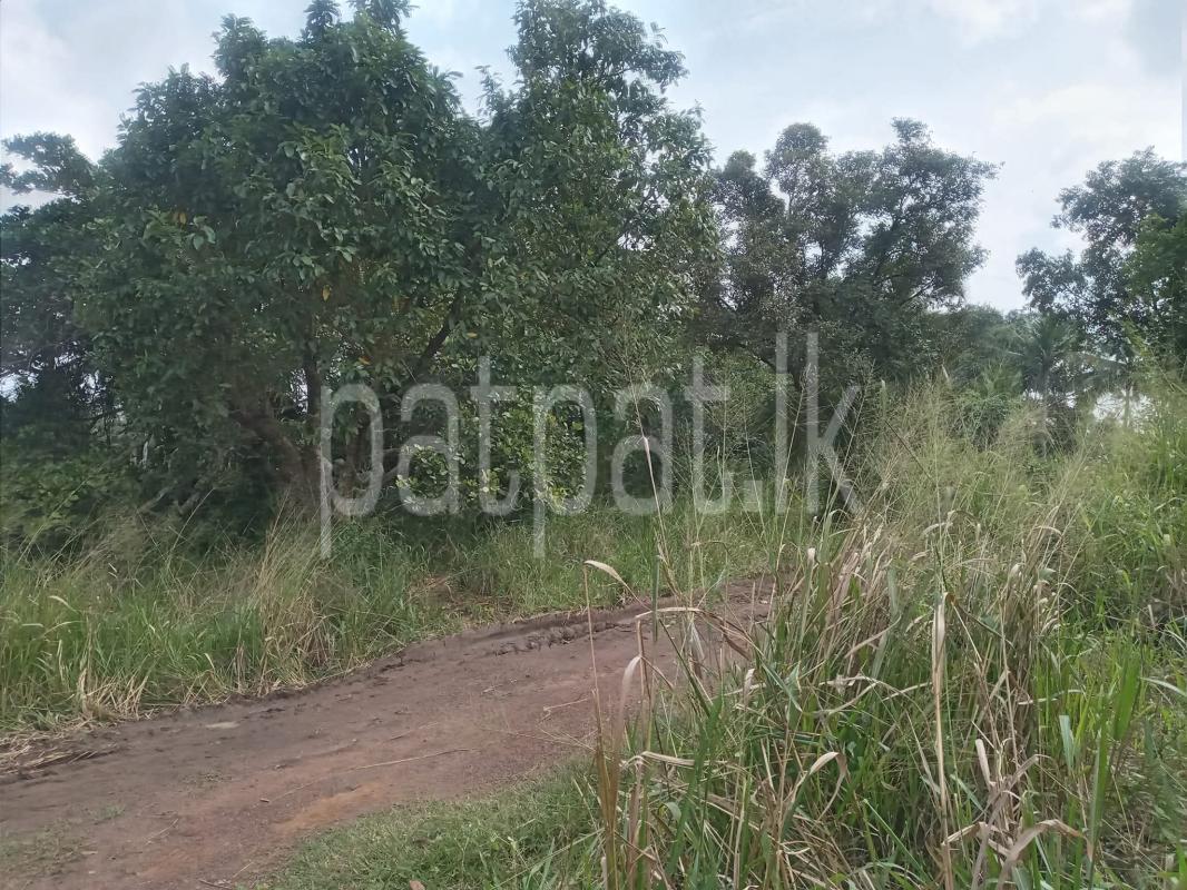 Commercial Land for Sale in Hettipola