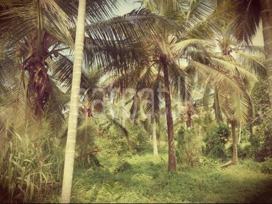 Residential Land for Sale in Divulapitiya