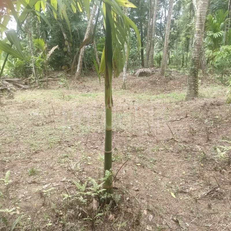 Residential Land for Sale in Weliveriya