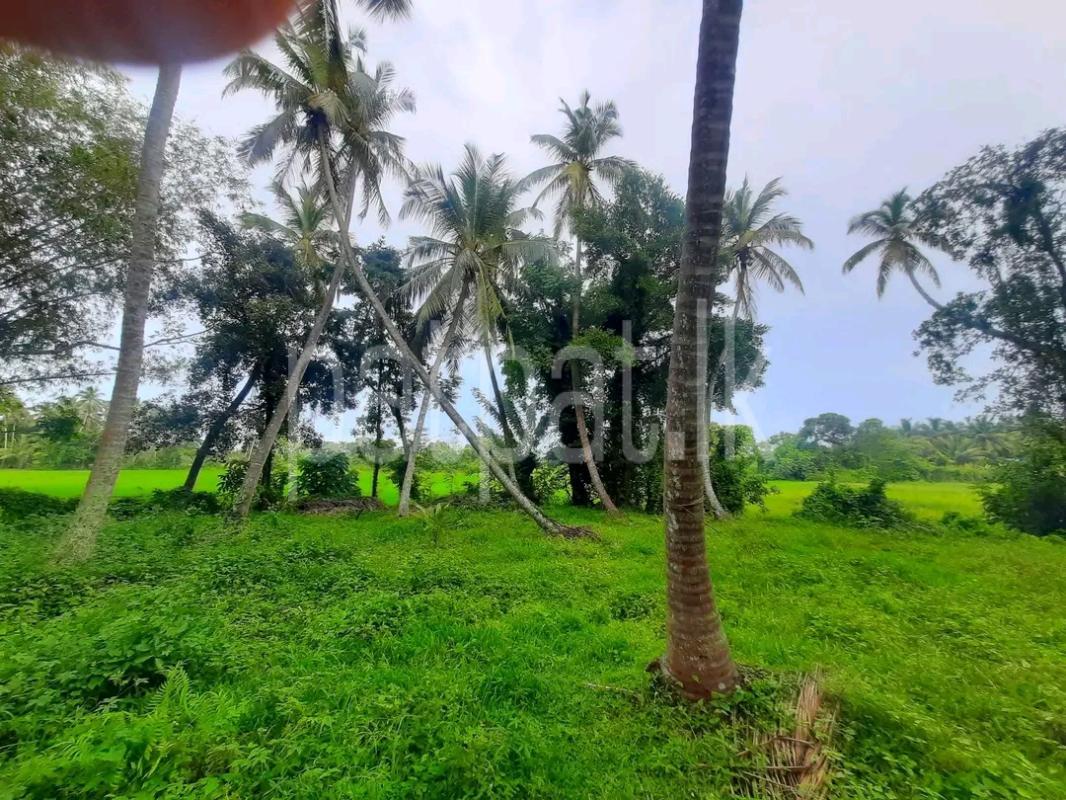 Agricultural Land for Sale in Kalawana