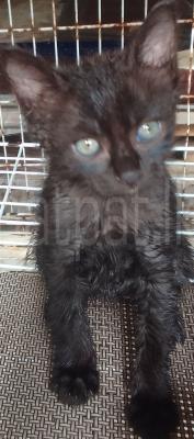 Persian  Pure Bred Kittens