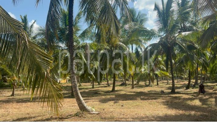 premium-listing-image