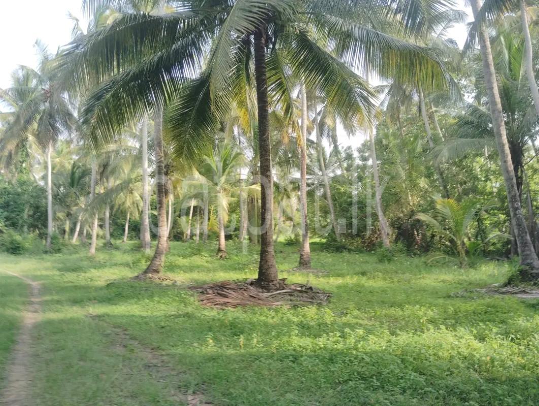 Agricultural Land for Sale in Maho