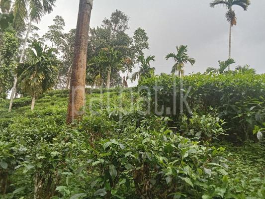 premium-listing-image