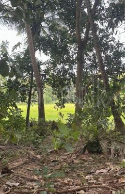 premium-listing-image