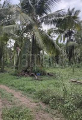 Agricultural Land for Sale in Pannala