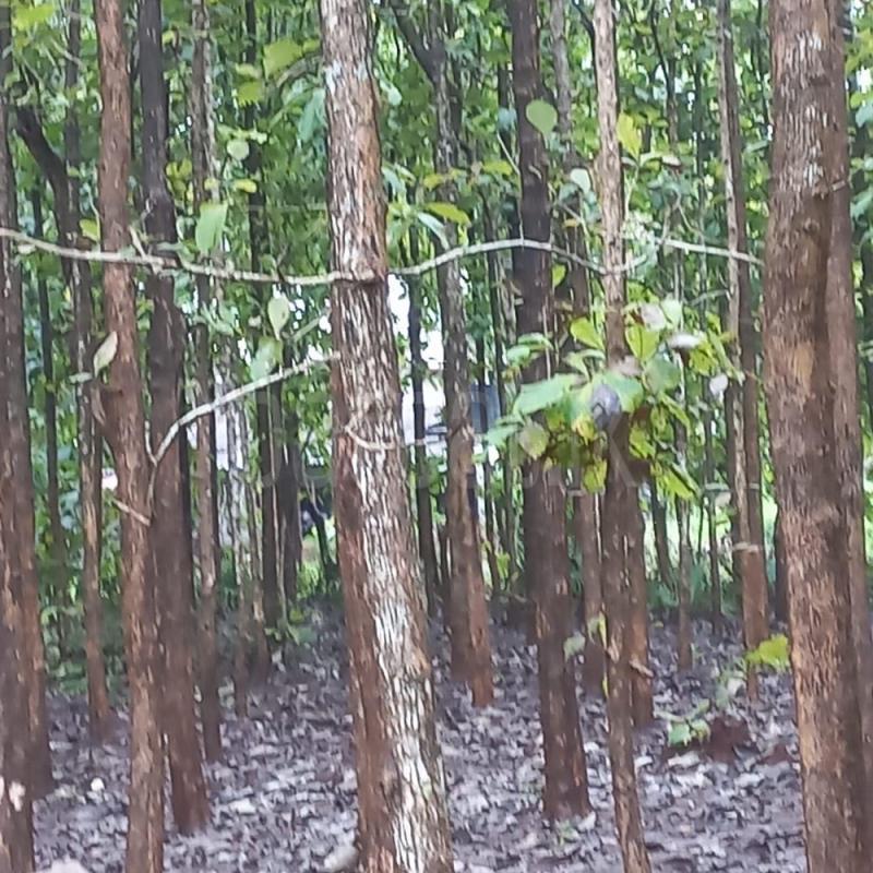 Commercial Land for Sale in Vavuniya