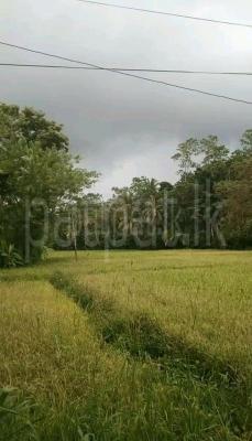 premium-listing-image