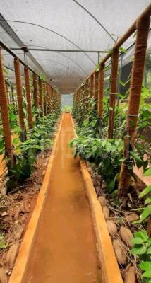 Investment with Power Hand Plantation Pvt Ltd