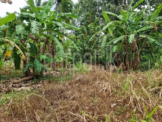 premium-listing-image