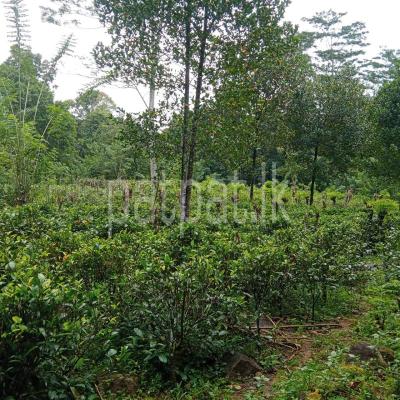 premium-listing-image