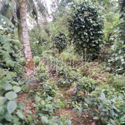 premium-listing-image