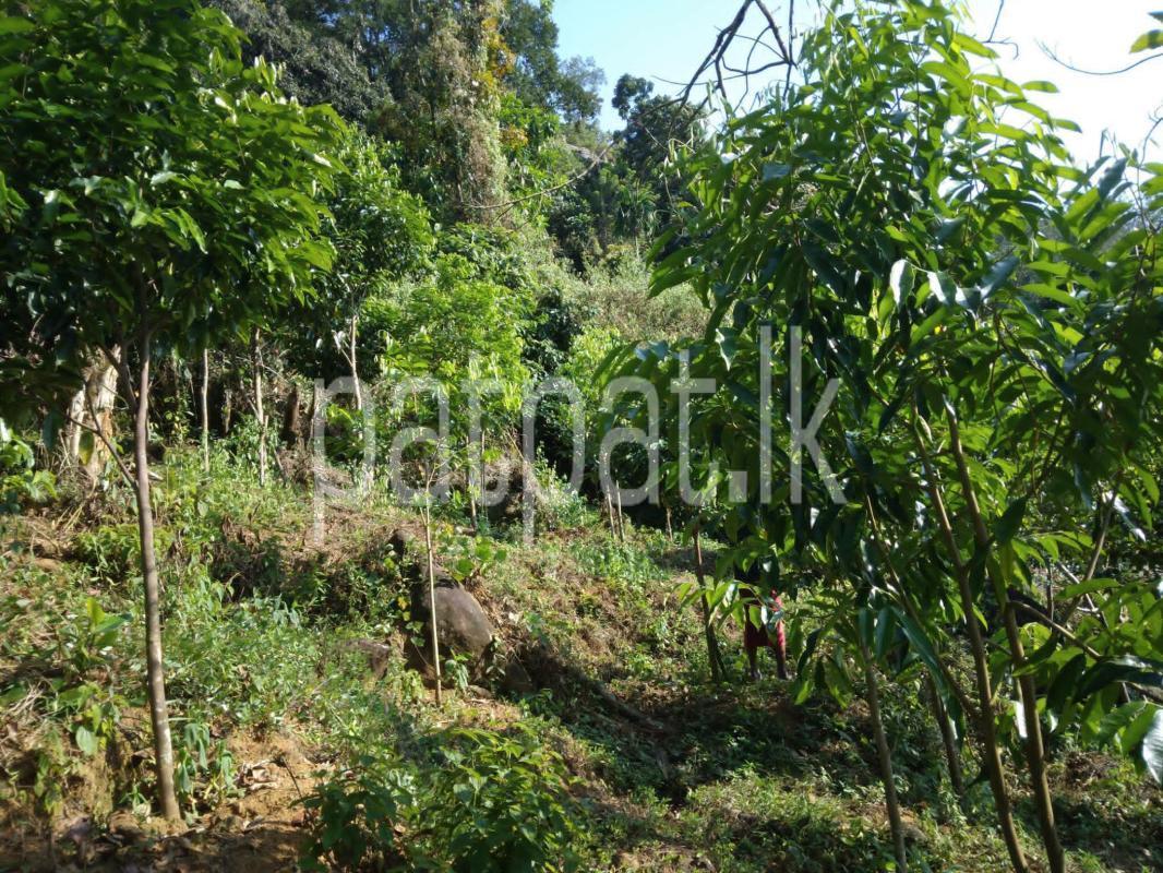 Commercial Land for Sale in Bulathkohupitiya