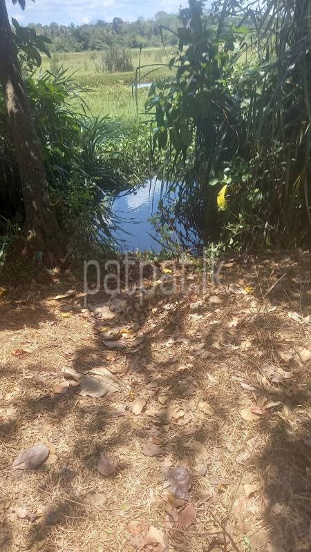 Agricultural Land for Sale in Weeraketiya