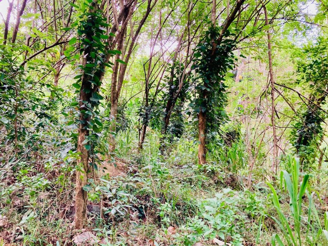 Residential Land for Sale in Kandy