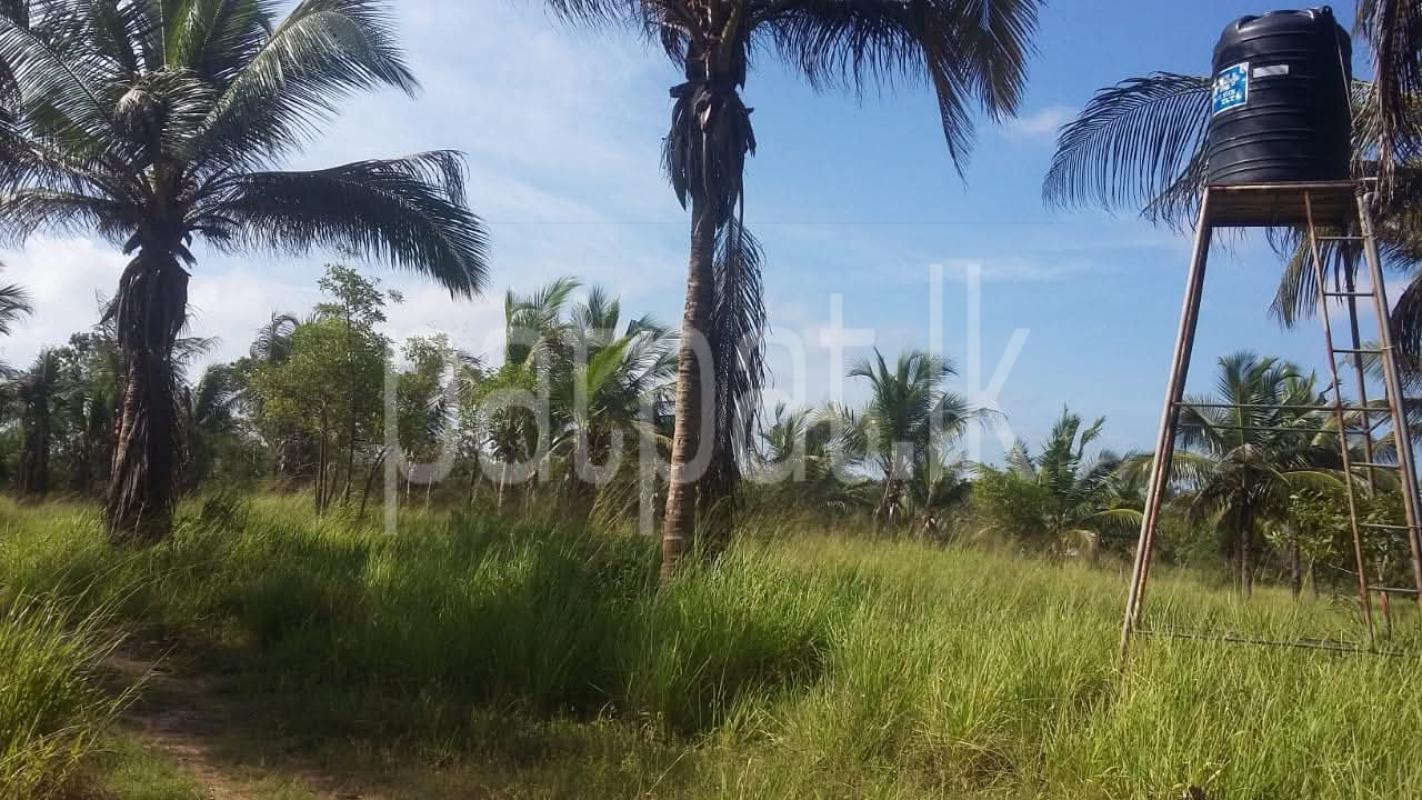 Agricultural Land for Sale in Puttalam