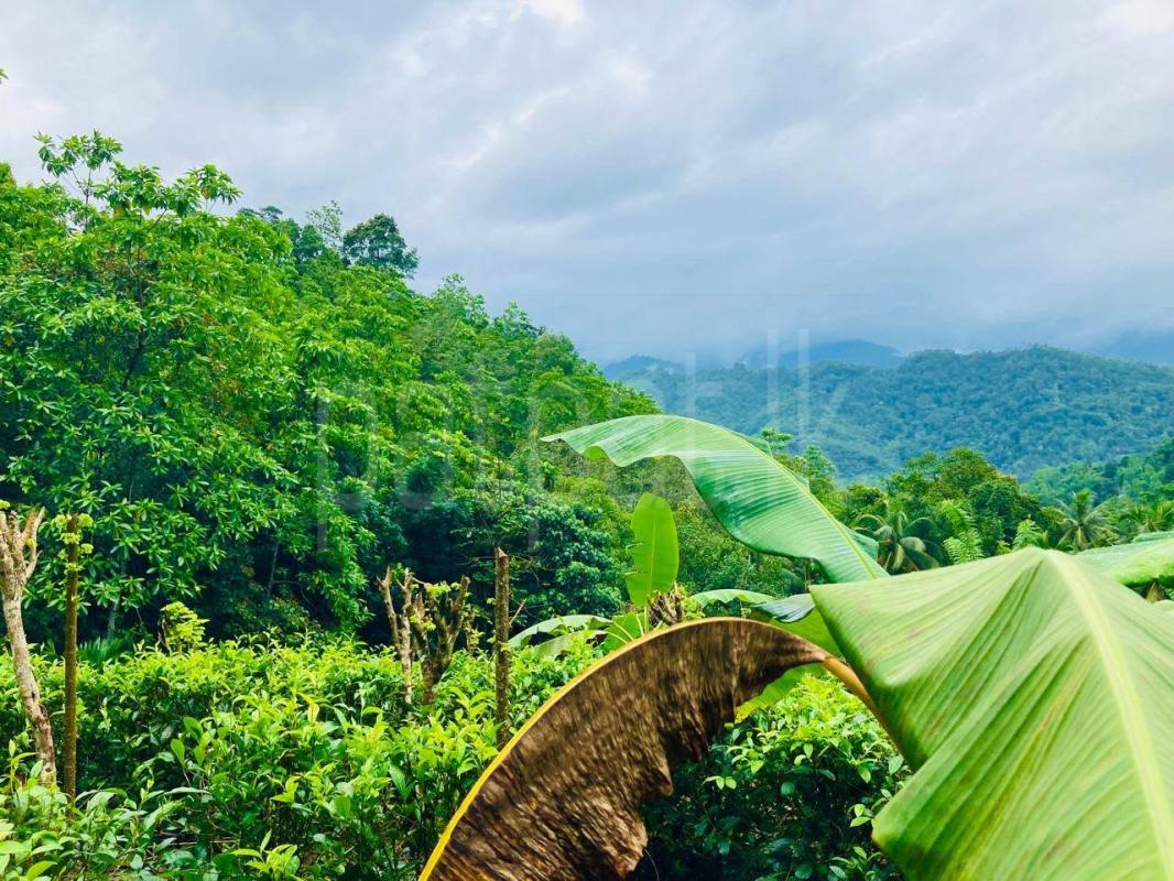 Agricultural Land for Sale in Kitulgala
