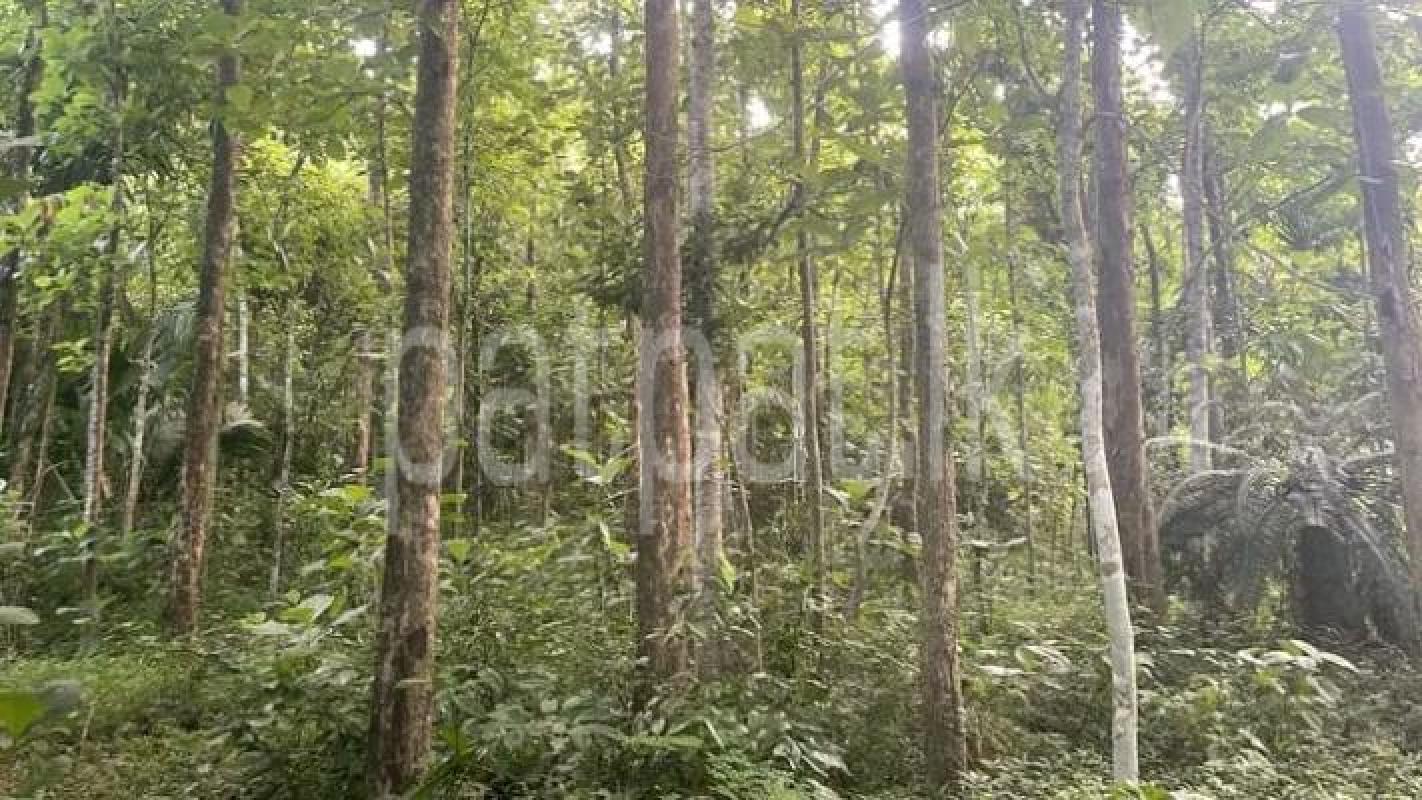 Agricultural Land for Sale in Narammala