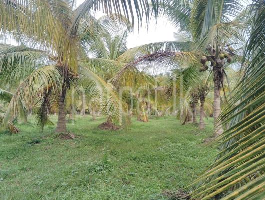Agricultural Land for Sale in Kurunegala