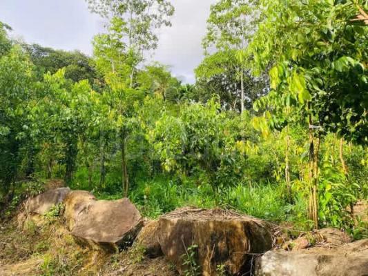 Agricultural Land for Sale in Galle