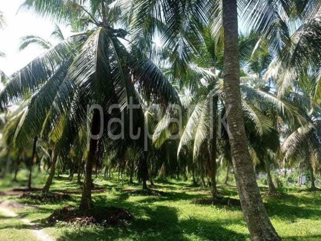 Agricultural Land for Sale in Madurankuliya