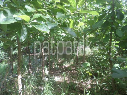 Agricultural Land for Sale in Naula