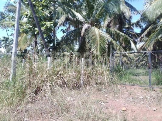 Agricultural Land for Sale in Makandura