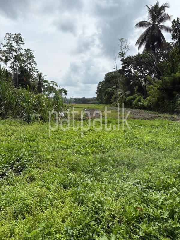 Agricultural Land for Sale in Middeniya