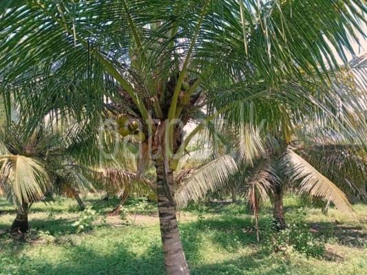 premium-listing-image