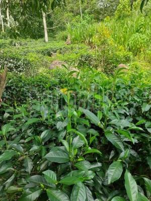 Agricultural Land for Sale in Wanduramba