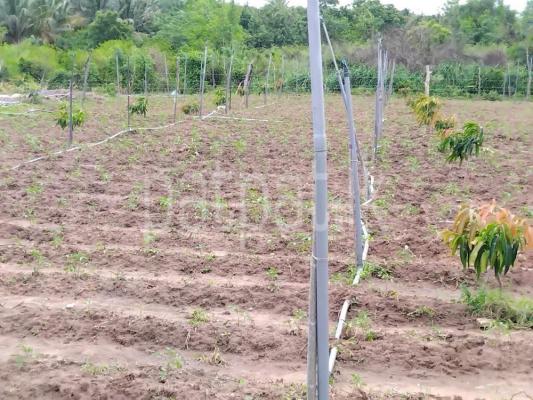 premium-listing-image